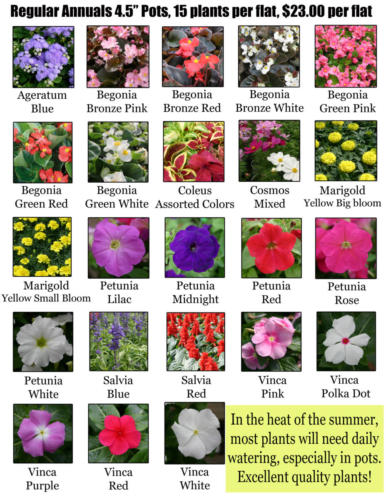 1 Regular Annuals (1)